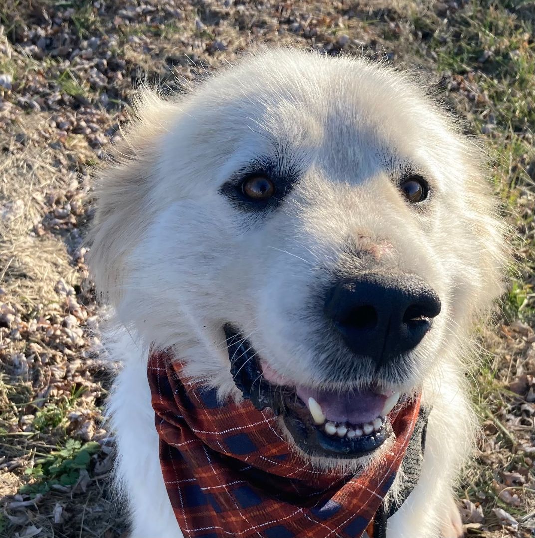 Sirius - Beautiful Boy -Needs Foster photo 4