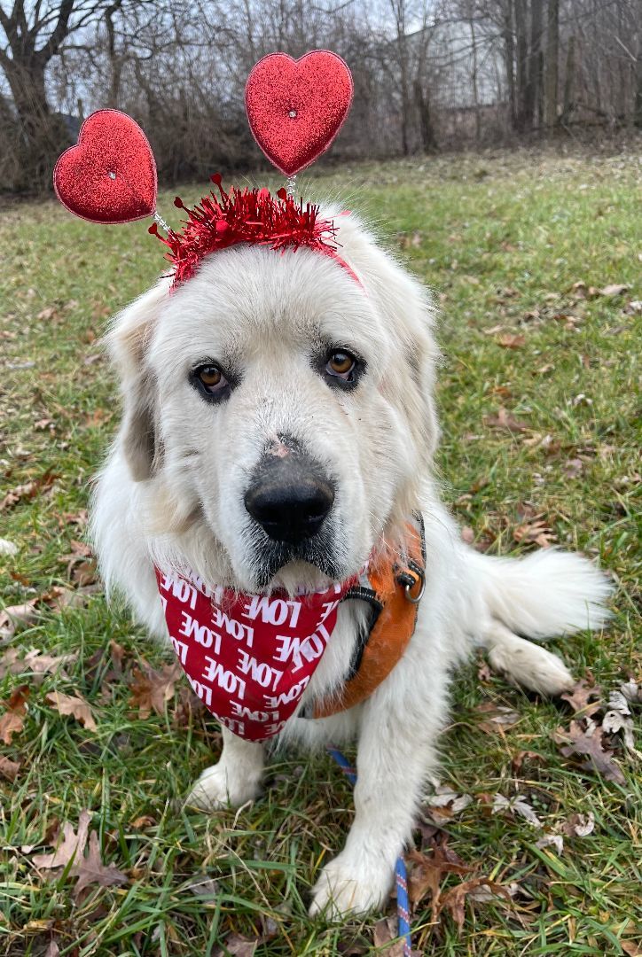 Sirius - Beautiful Boy -Needs Foster, a Adoptable Great Pyrenees in Indianapolis, IN image 5/6
