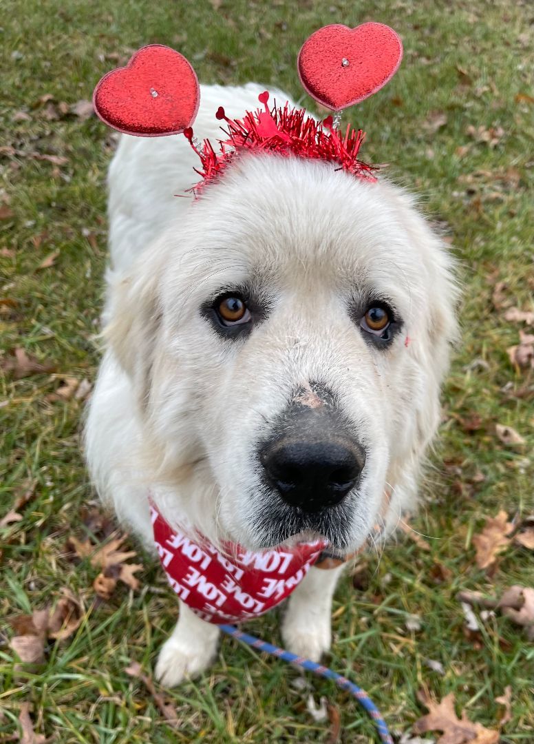 Sirius - Beautiful Boy -Needs Foster, a Adoptable Great Pyrenees in Indianapolis, IN image 6/6