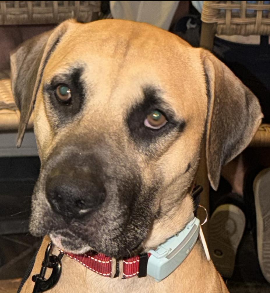 Enlarge Remy, a Adoptable mixed breed in Scottsdale, AZ image 1/1