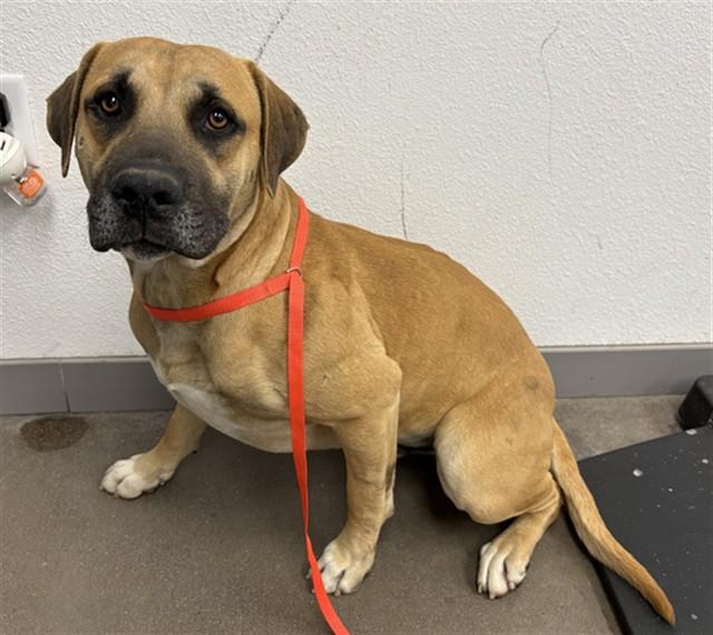 Enlarge Remy, a Adoptable mixed breed in Scottsdale, AZ image 2/2