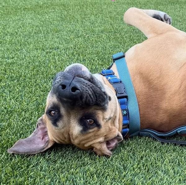 Enlarge Remy, a Adoptable mixed breed in Scottsdale, AZ image 1/2