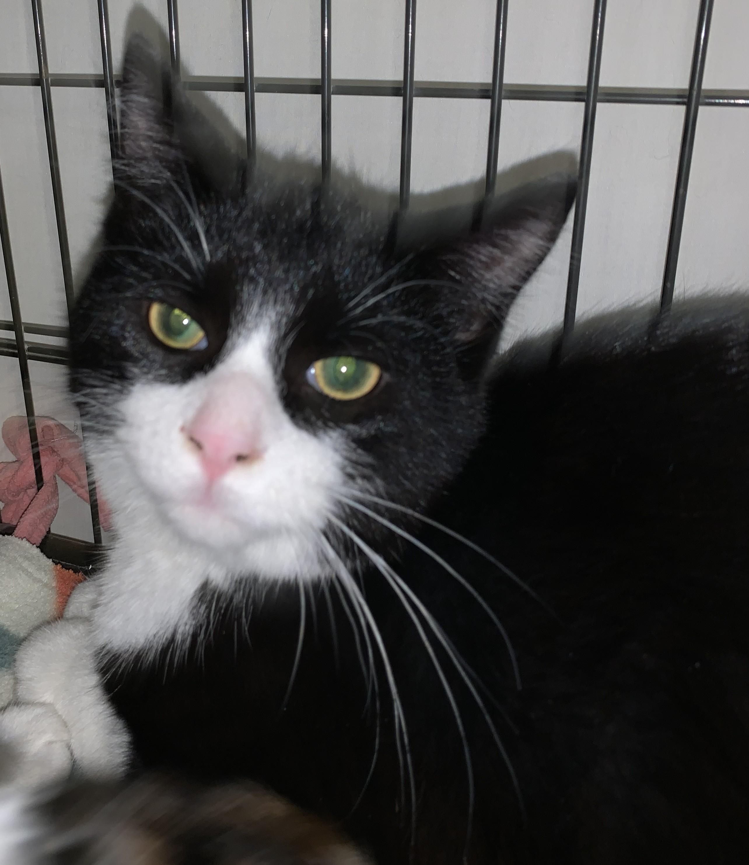 Vlad25, Adopted, Young Male Domestic Short Hair.