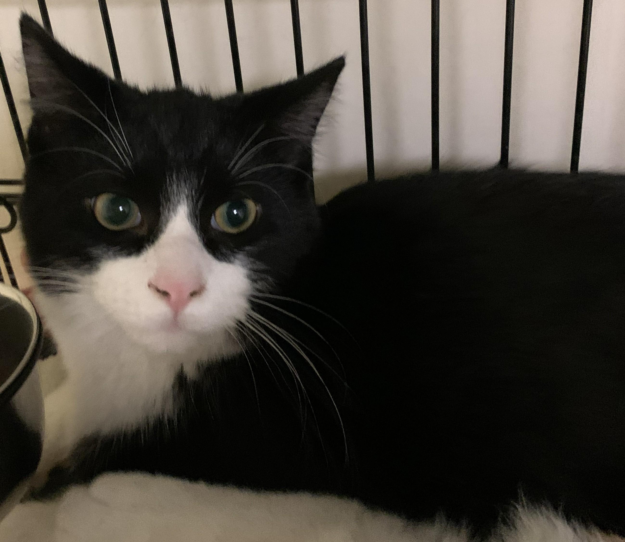 Vlad25, a Adopted Domestic Short Hair in Milwaukee, WI image 2/5