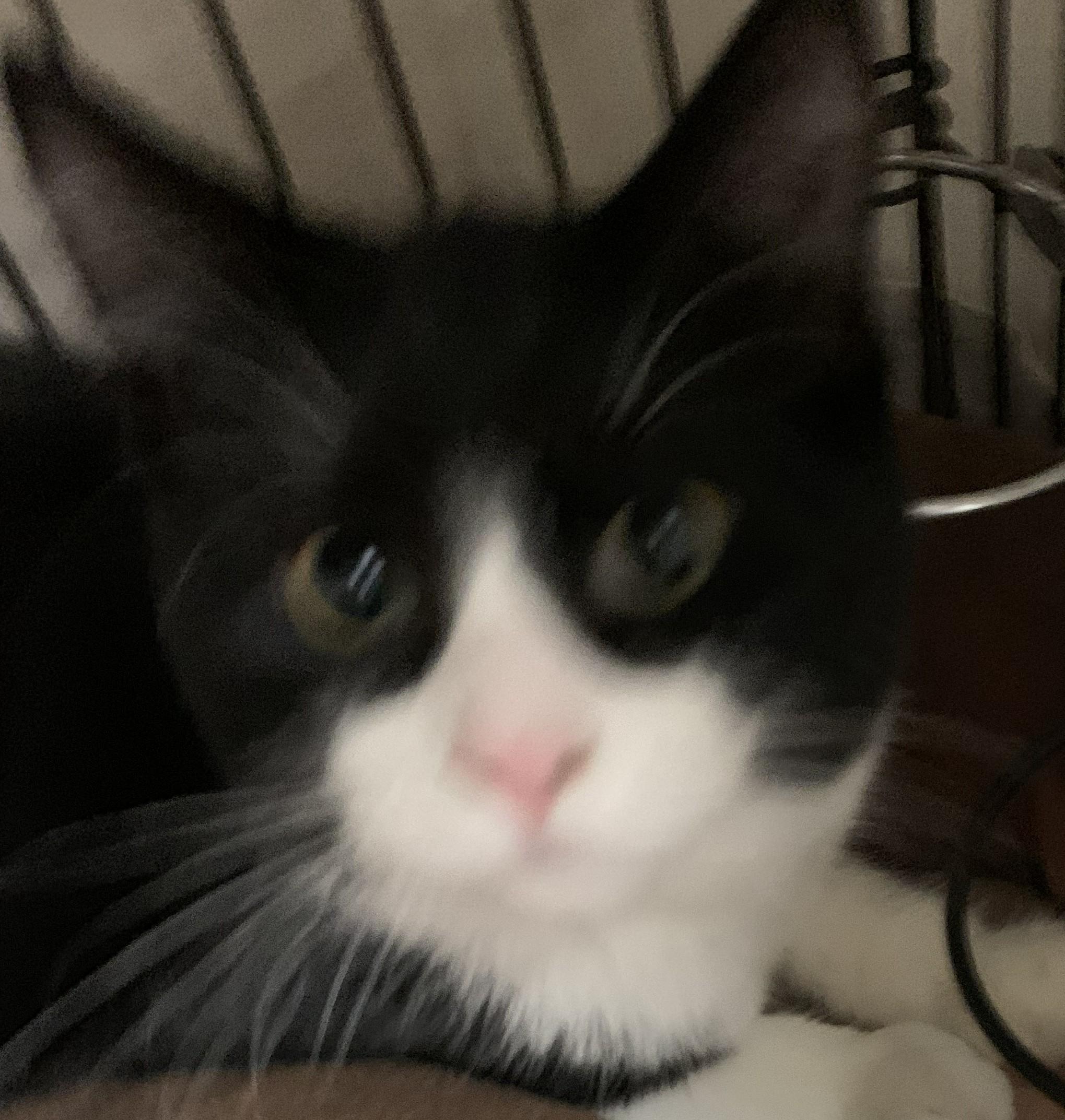 Vlad25, a Adopted Domestic Short Hair in Milwaukee, WI image 3/5