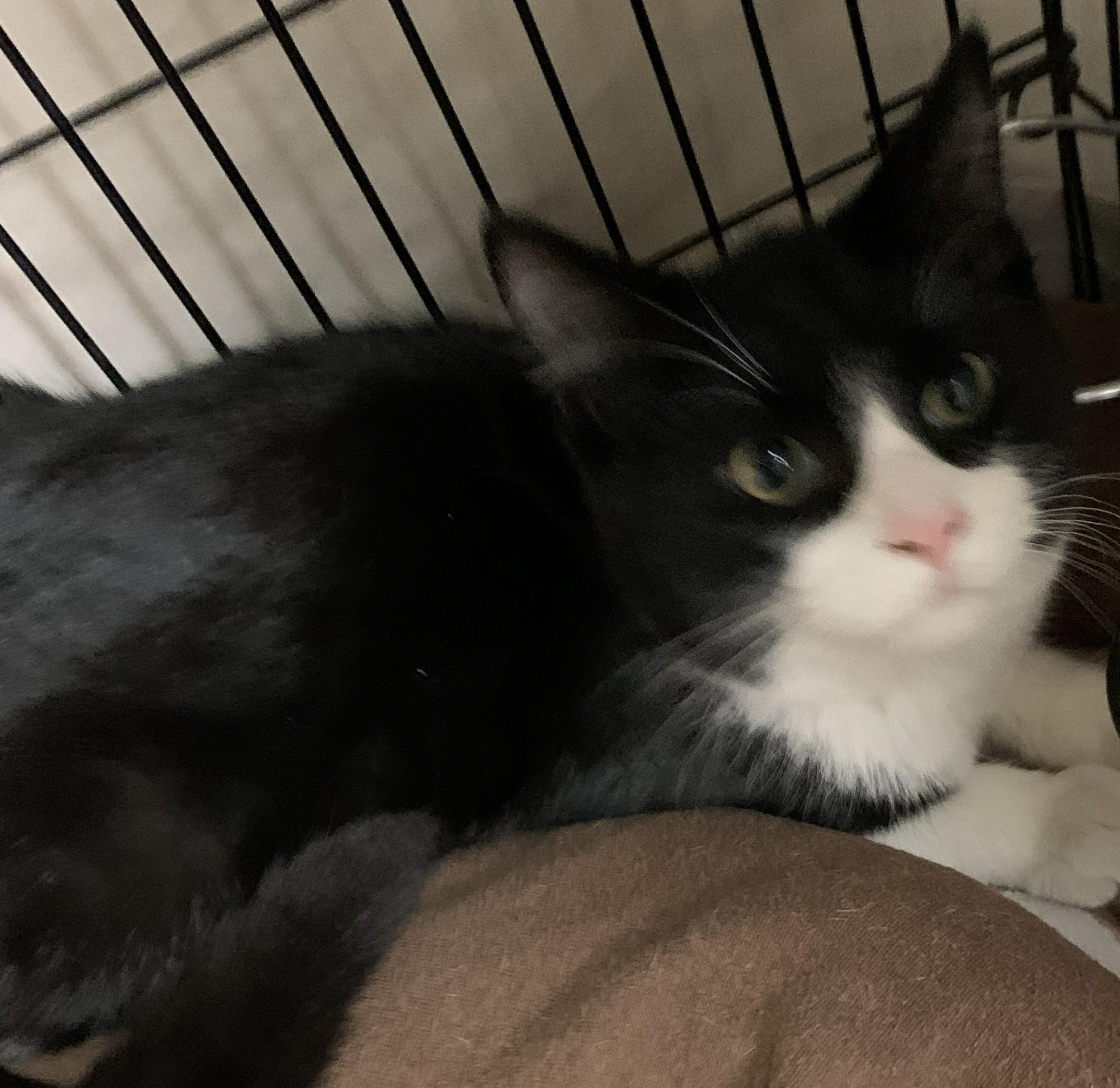 Vlad25, a Adopted Domestic Short Hair in Milwaukee, WI image 4/5