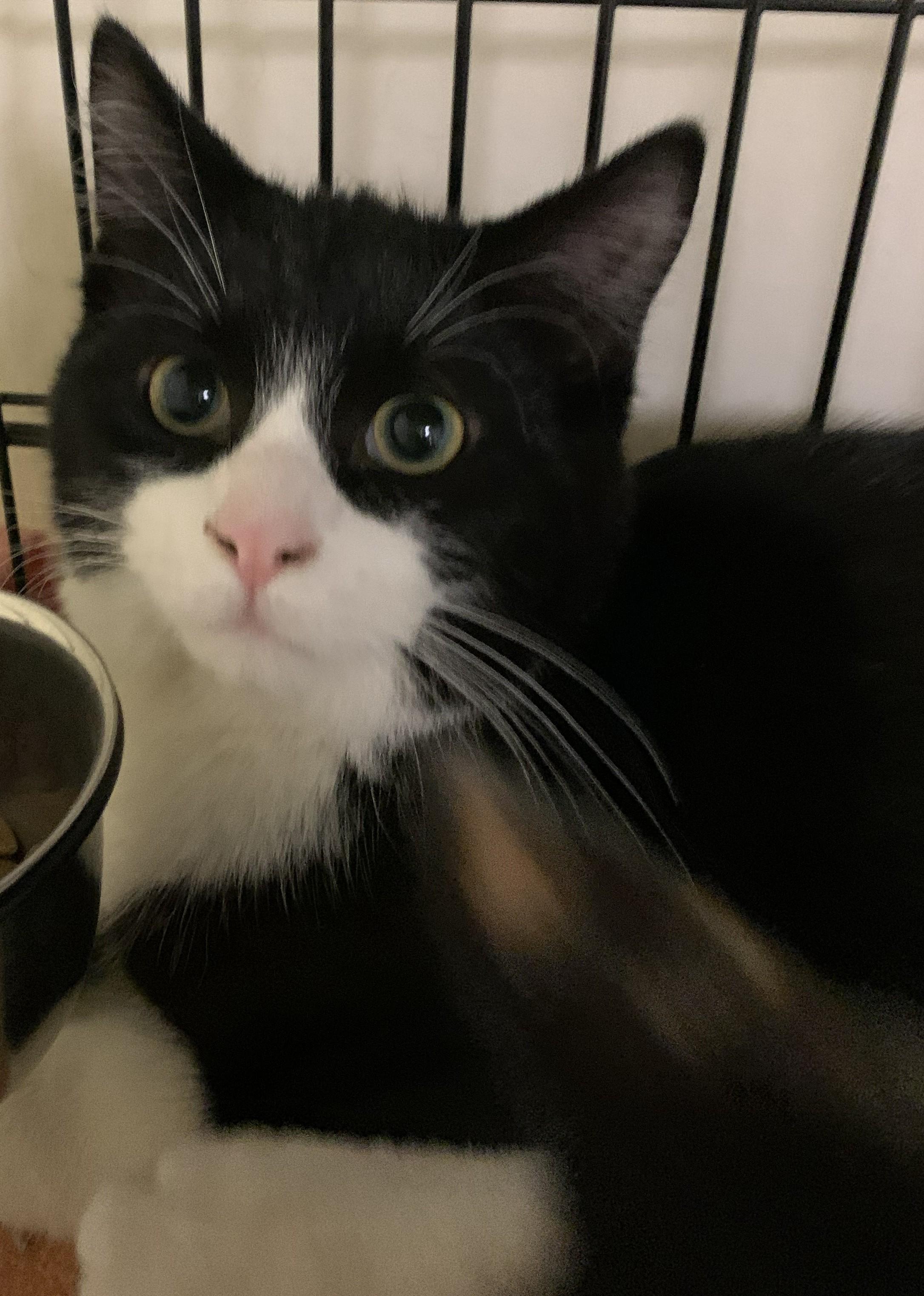 Vlad25, a Adopted Domestic Short Hair in Milwaukee, WI image 5/5