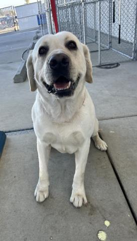 Enlarge Arrowhead -- URGENT!, an adopted Labrador Retriever in Thousand Oaks, CA image 1/1