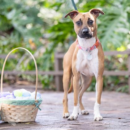 Coco, Adoptable, Young Female Mixed Breed & Mixed Breed.