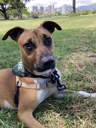 Enlarge Coco, a Adoptable mixed breed in Honolulu, HI image 2/3