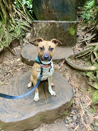 Enlarge Coco, a Adoptable mixed breed in Honolulu, HI image 3/3
