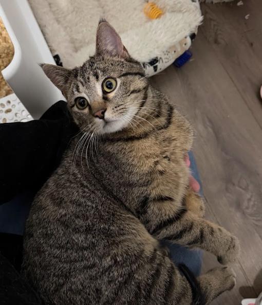 Archie, Adopted, Young Male Domestic Short Hair.