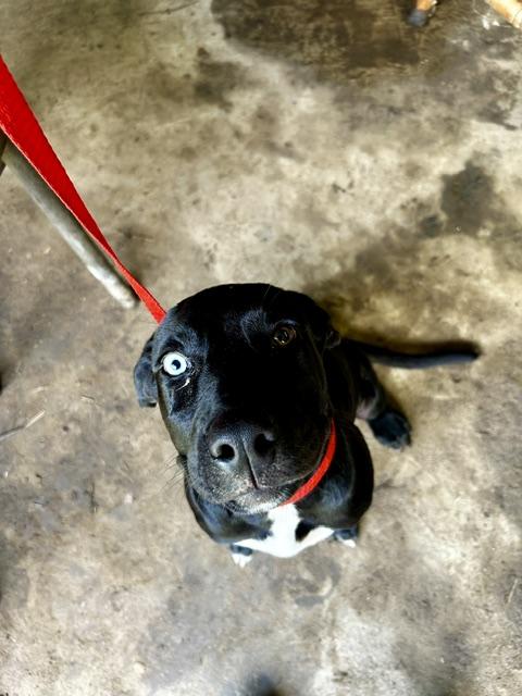 Enlarge Roo, a ADOPTABLE mixed breed in Okmulgee, OK image 2/3