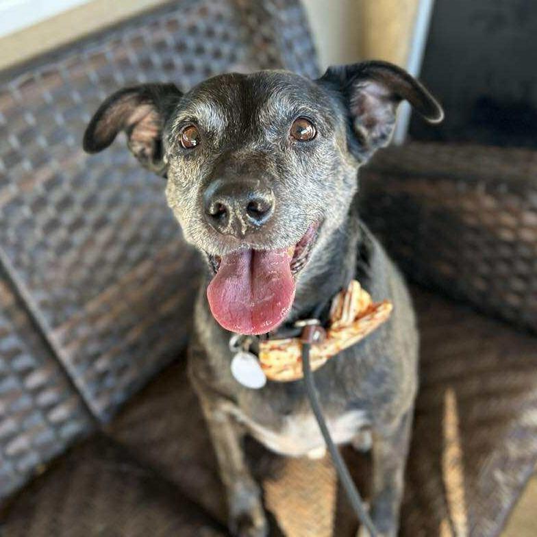 Tiger Thai, Adoptable, Senior Male Australian Cattle Dog / Blue Heeler.