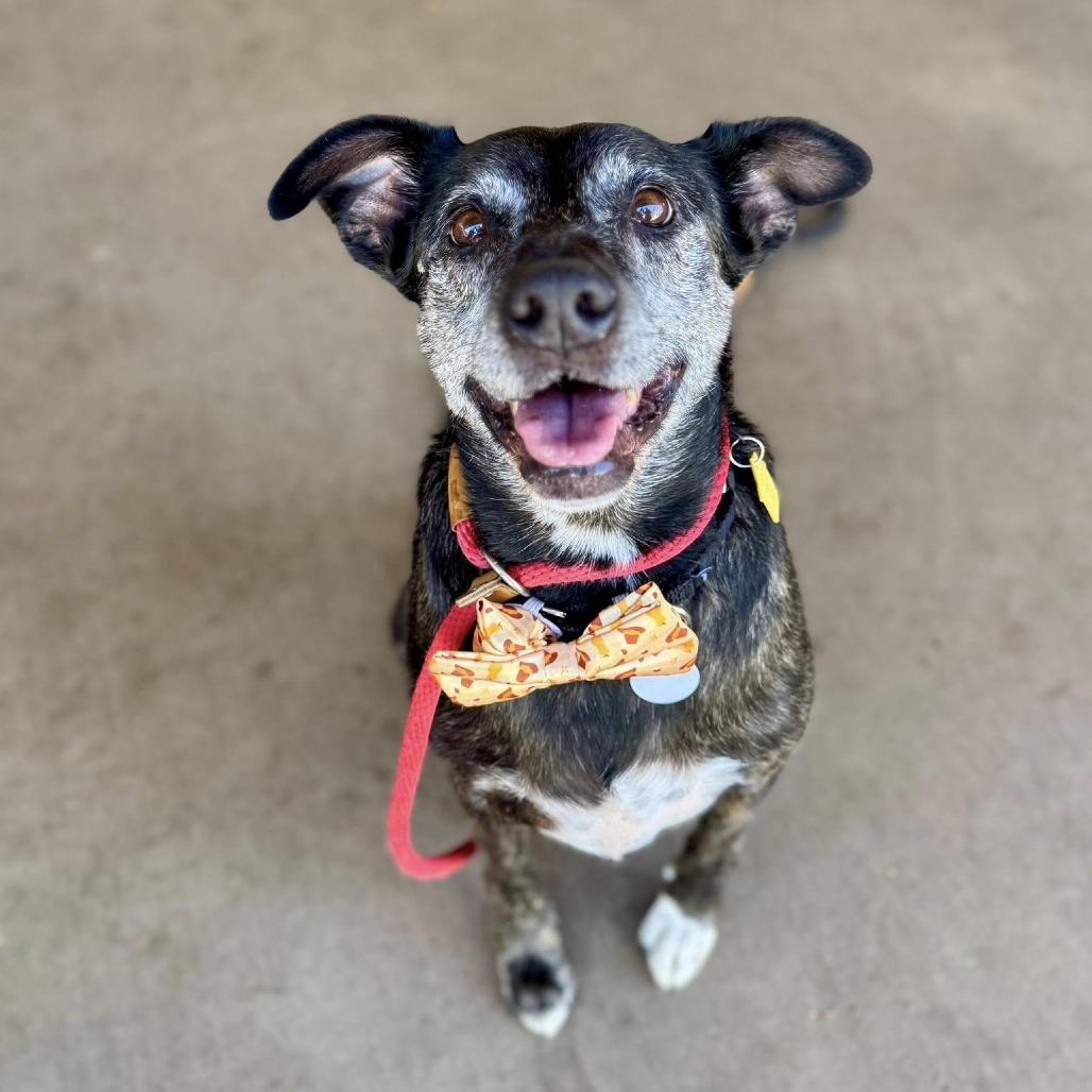 Enlarge Tiger Thai, a Adoptable Australian Cattle Dog / Blue Heeler in Ramona, CA image 2/6