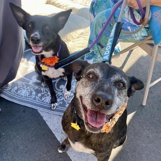 Enlarge Tiger Thai, a Adoptable Australian Cattle Dog / Blue Heeler in Ramona, CA image 3/6