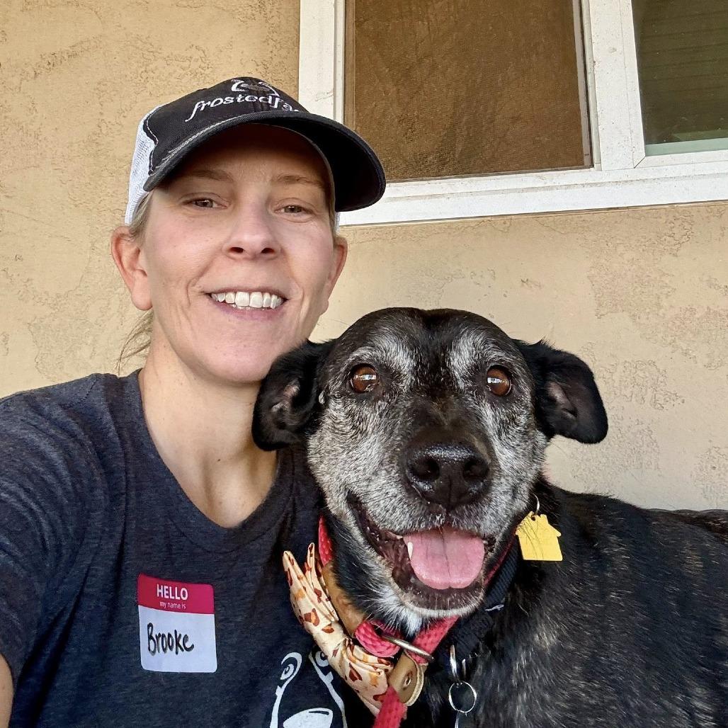 Enlarge Tiger Thai, a Adoptable Australian Cattle Dog / Blue Heeler in Ramona, CA image 5/6