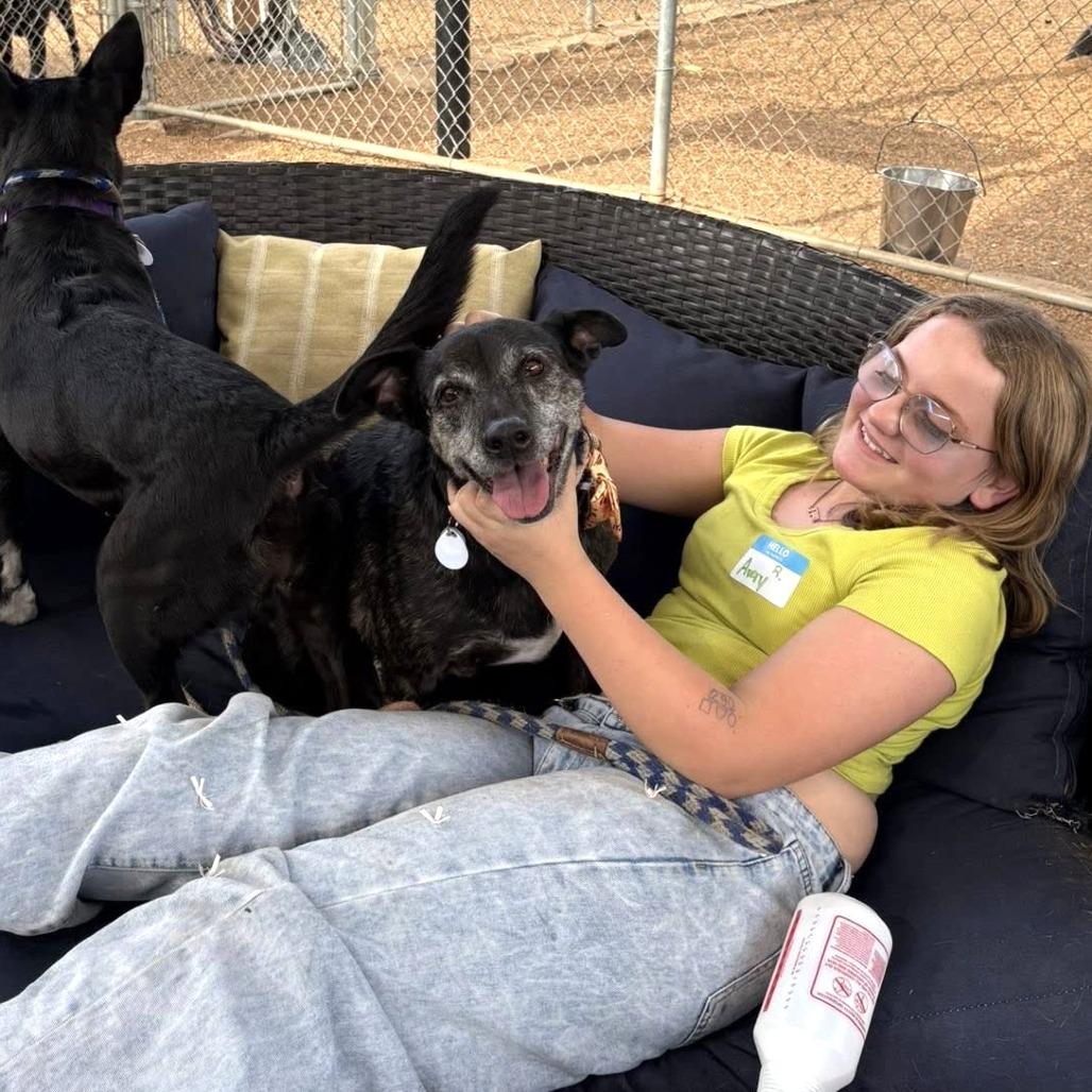 Enlarge Tiger Thai, a Adoptable Australian Cattle Dog / Blue Heeler in Ramona, CA image 6/6