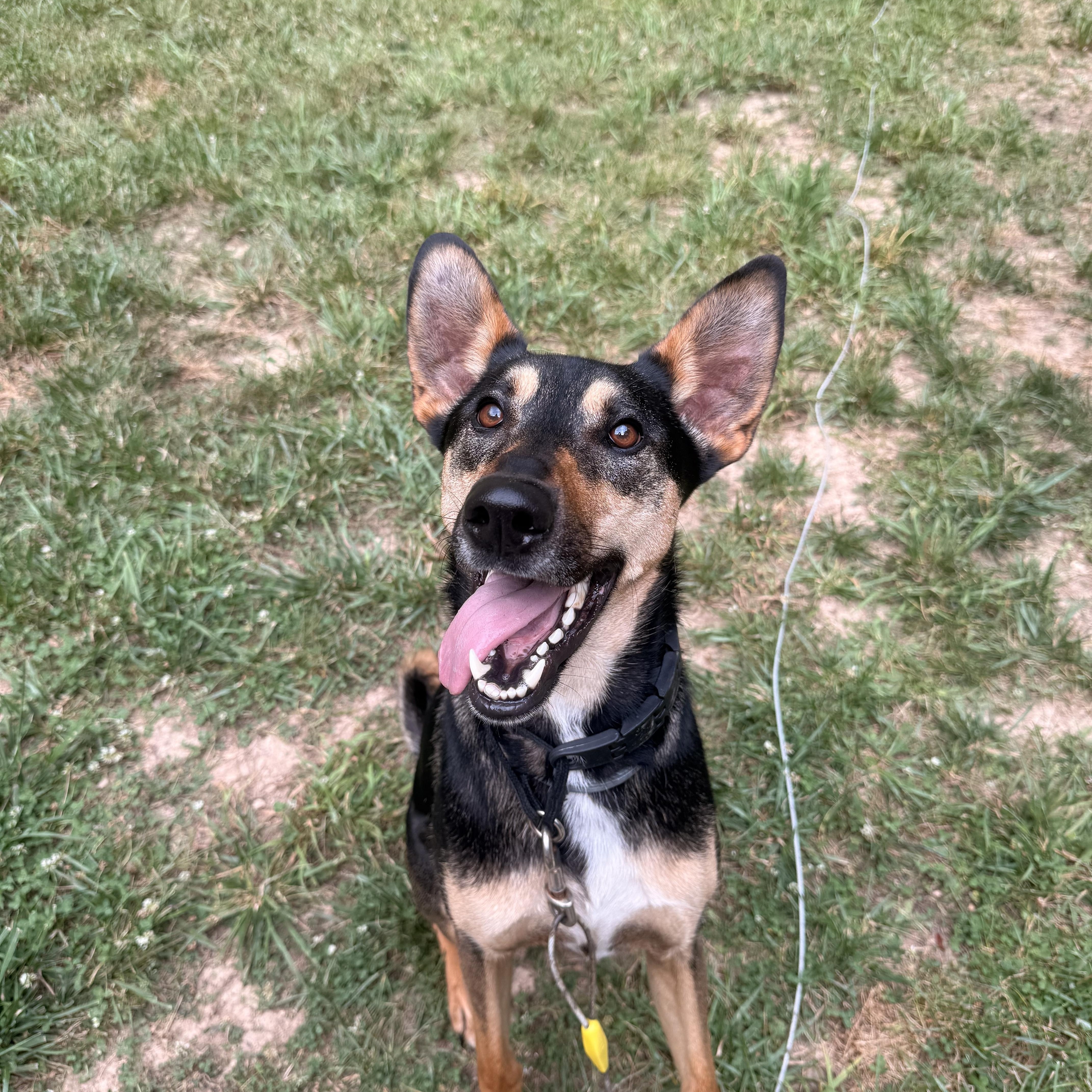 Enlarge Zeus, a ADOPTABLE mixed breed in Waxhaw, NC image 1/6