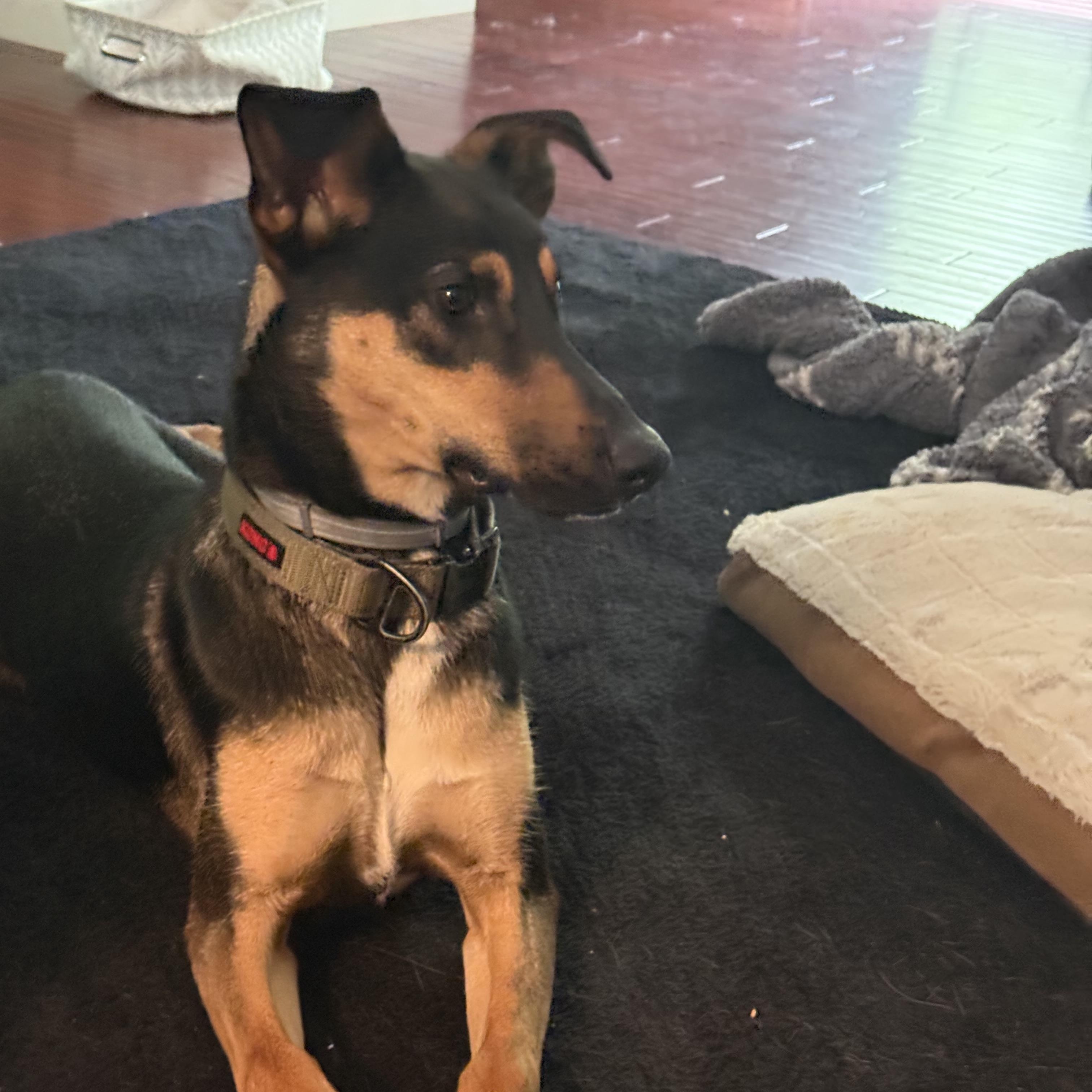 Enlarge Zeus, a ADOPTABLE mixed breed in Waxhaw, NC image 6/6