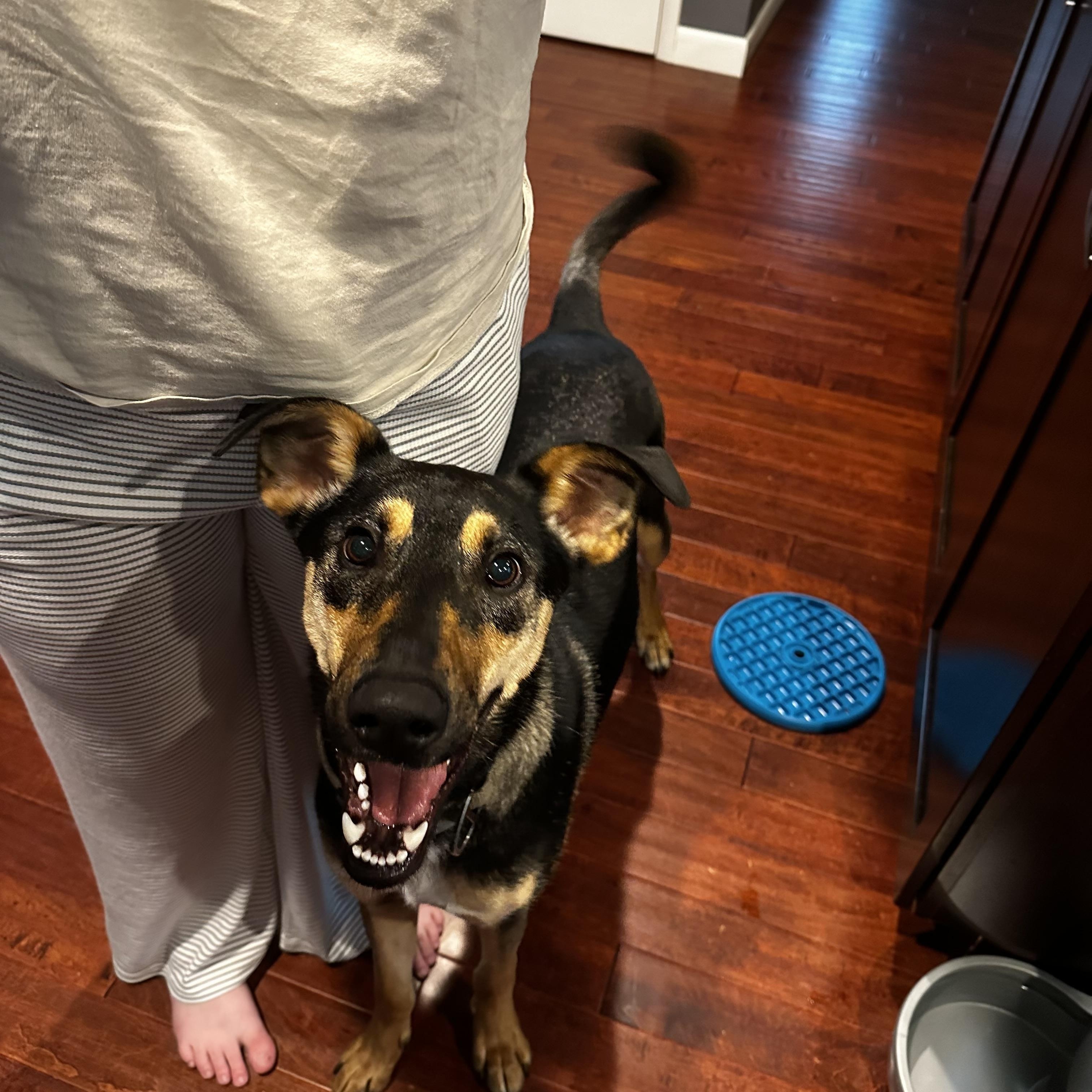 Enlarge Zeus, a ADOPTABLE mixed breed in Waxhaw, NC image 2/6
