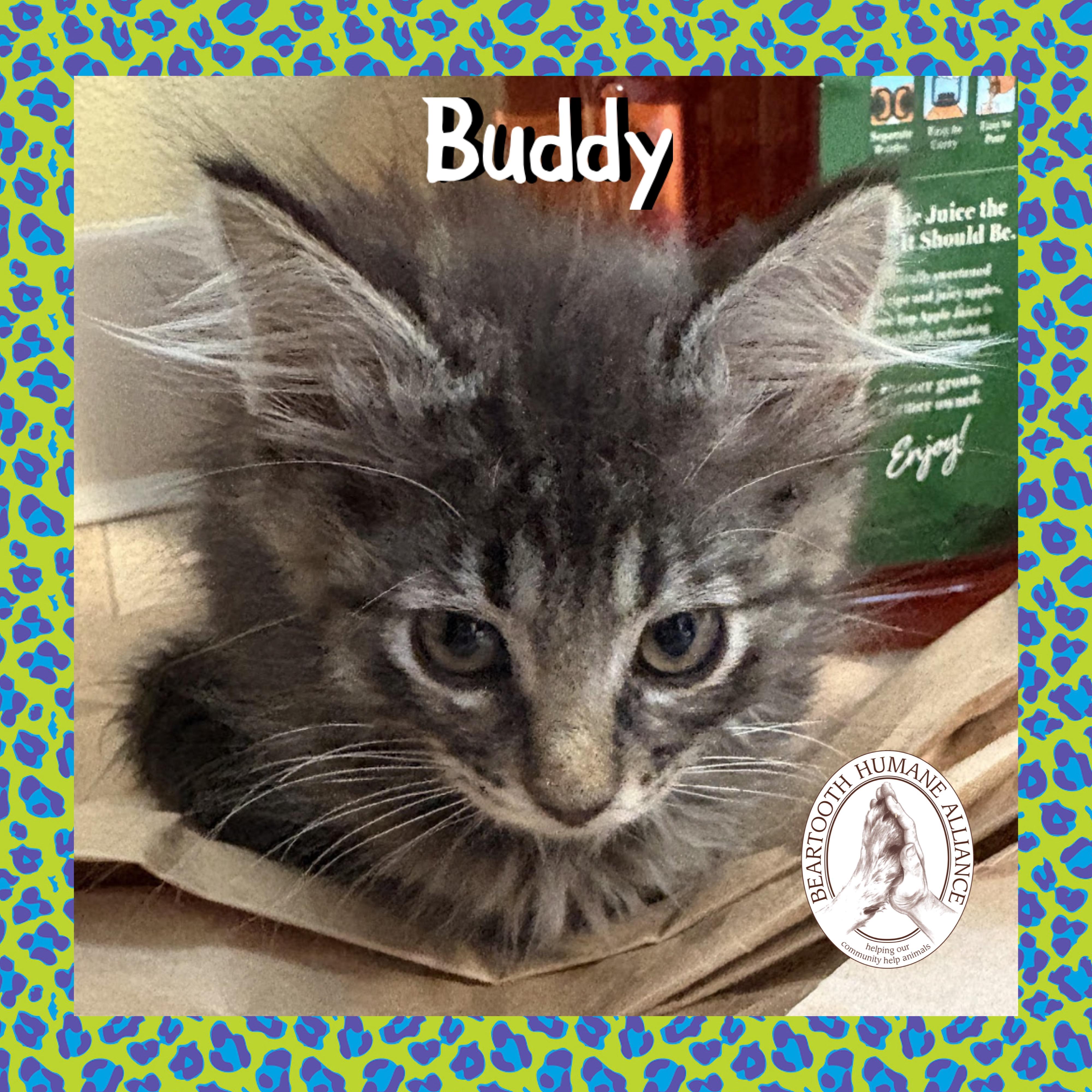 Buddy, Baby Male unknown