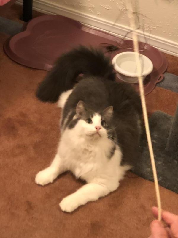 Teddy, Adoptable, Senior Male Domestic Long Hair.