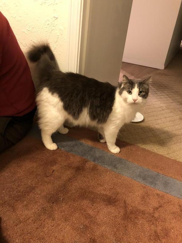 Enlarge Teddy, a Adoptable Domestic Long Hair in Sunnyvale, CA image 2/3