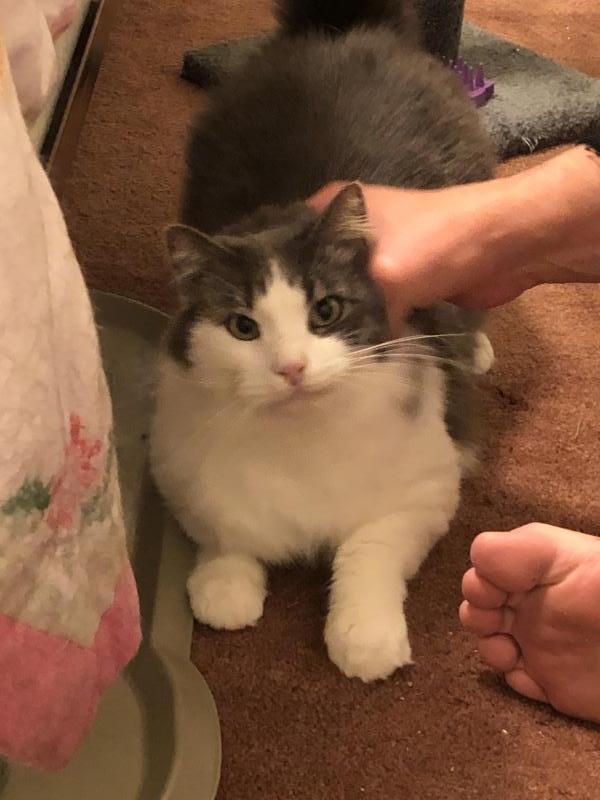 Enlarge Teddy, a Adoptable Domestic Long Hair in Sunnyvale, CA image 3/3