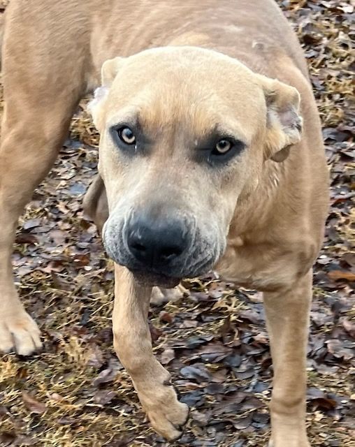 Lola Danforth, a Adoptable mixed breed in Belleville, NJ image 2/5