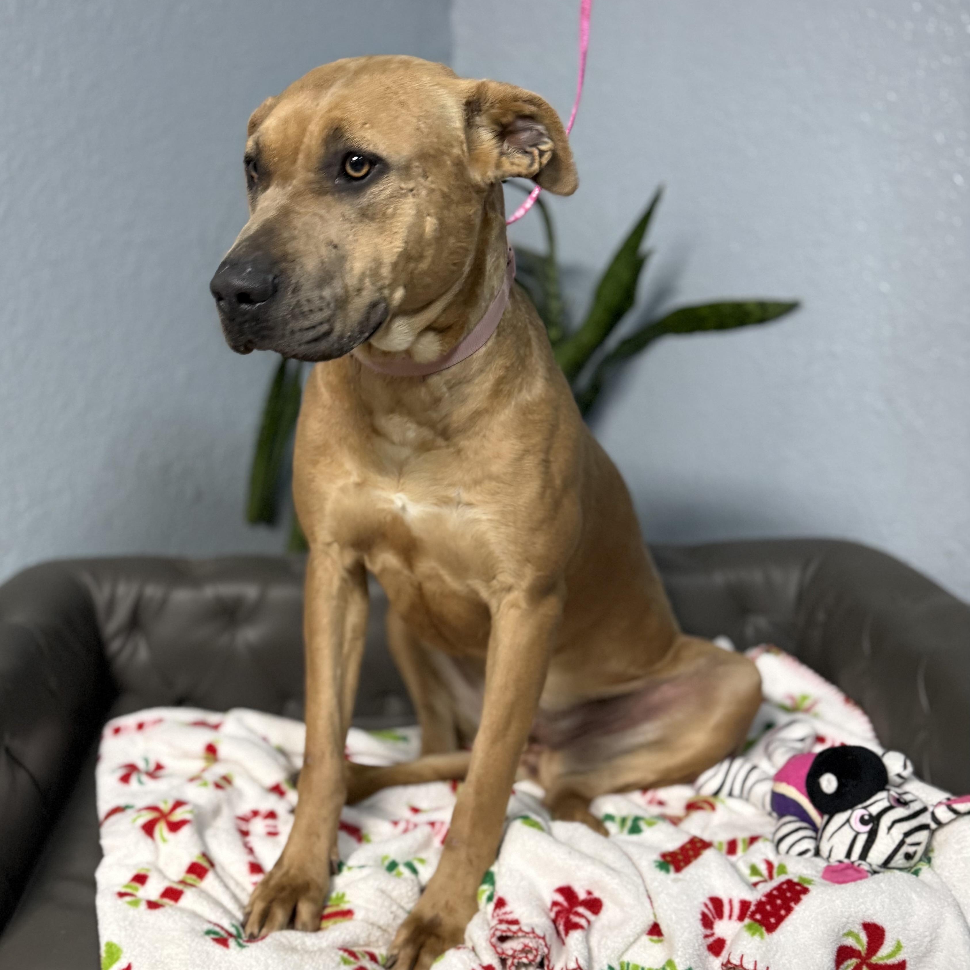 Lola Danforth, Adoptable, Adult Female Mastiff & Pit Bull Terrier.