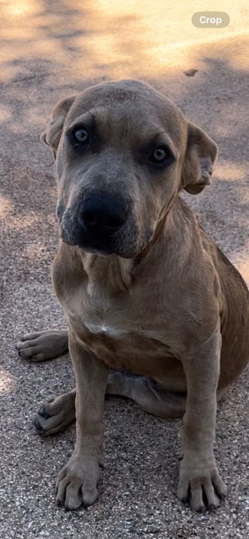 Lola Danforth, a Adoptable mixed breed in Belleville, NJ image 3/5