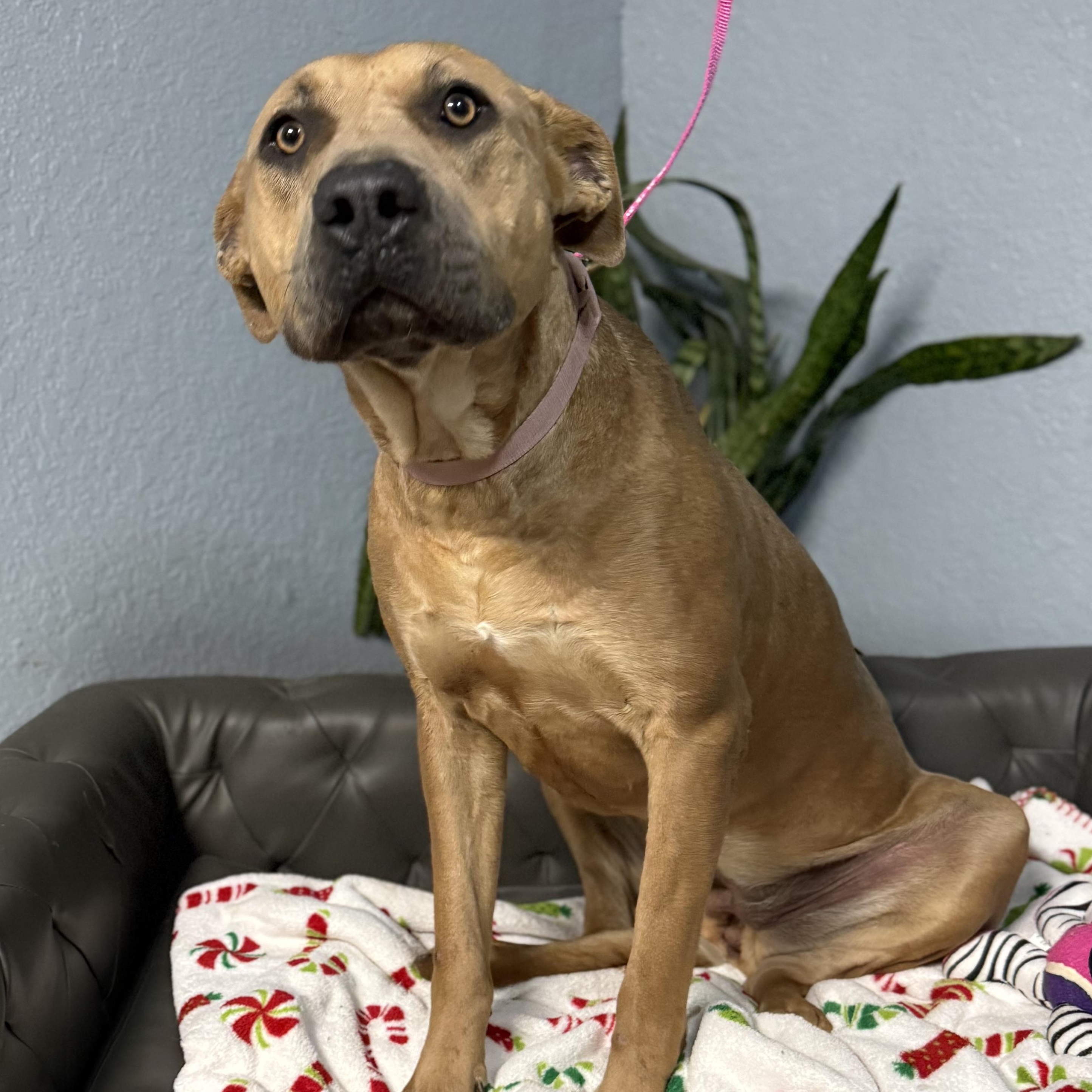 Lola Danforth, a Adoptable mixed breed in Belleville, NJ image 5/5