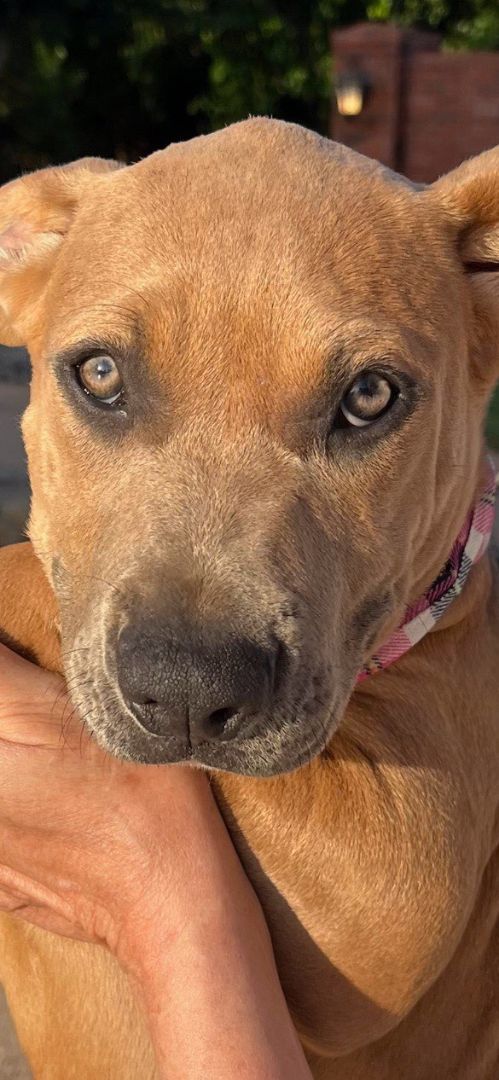 Lola Danforth, a Adoptable mixed breed in Belleville, NJ image 4/5