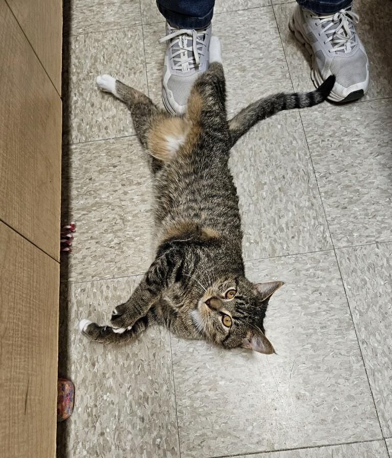 Enlarge Giza, an adopted Domestic Short Hair in Barrington Hills, IL image 1/1