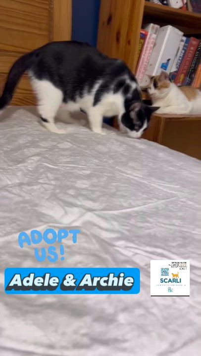 Enlarge Archie, a Adoptable Domestic Short Hair in Syosset, NY video 3/3