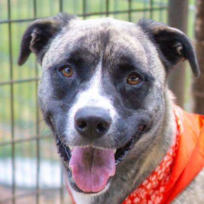 Sassy, Adoptable, Adult Female Mixed Breed.