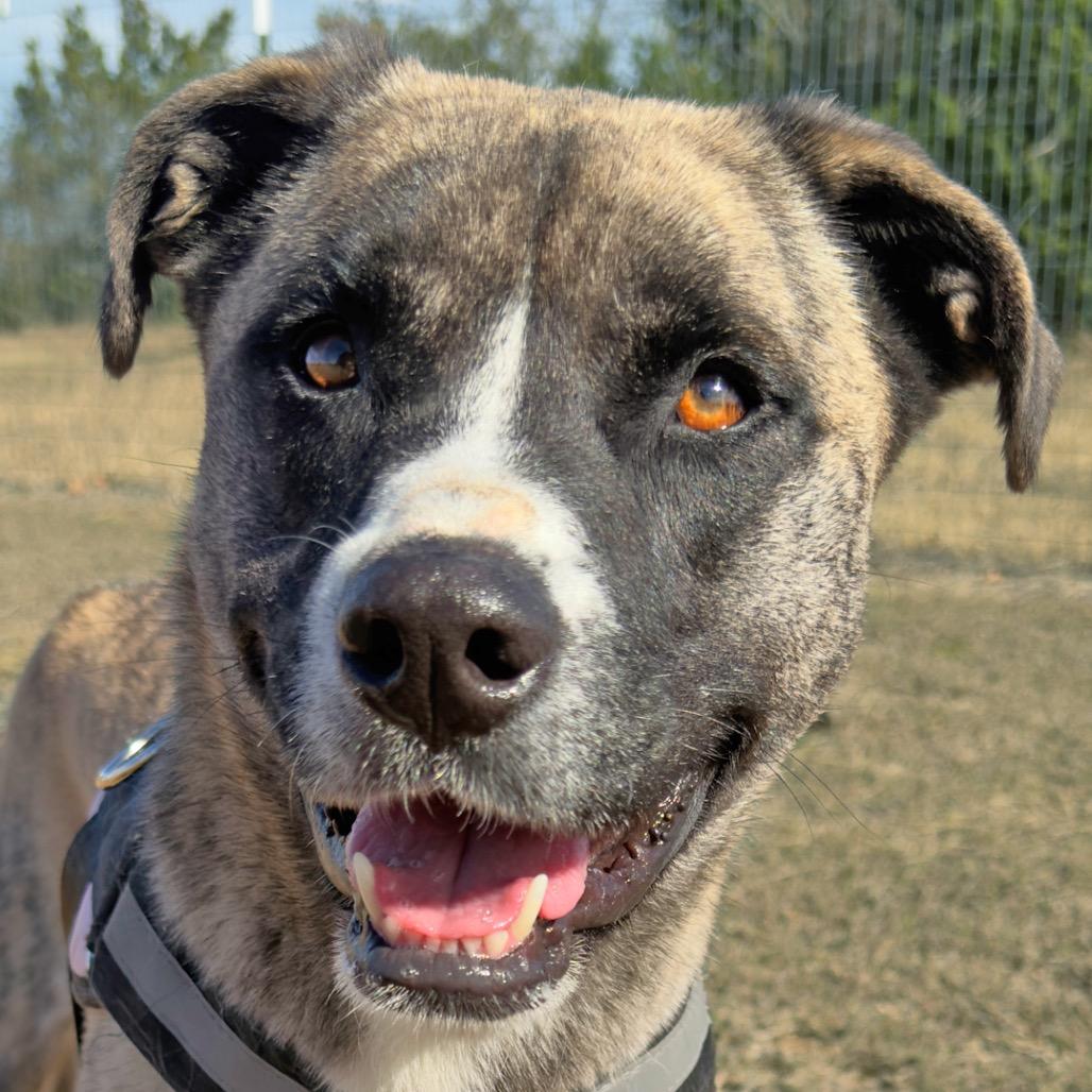 Enlarge Sassy, a Adoptable mixed breed in Leander, TX image 2/5