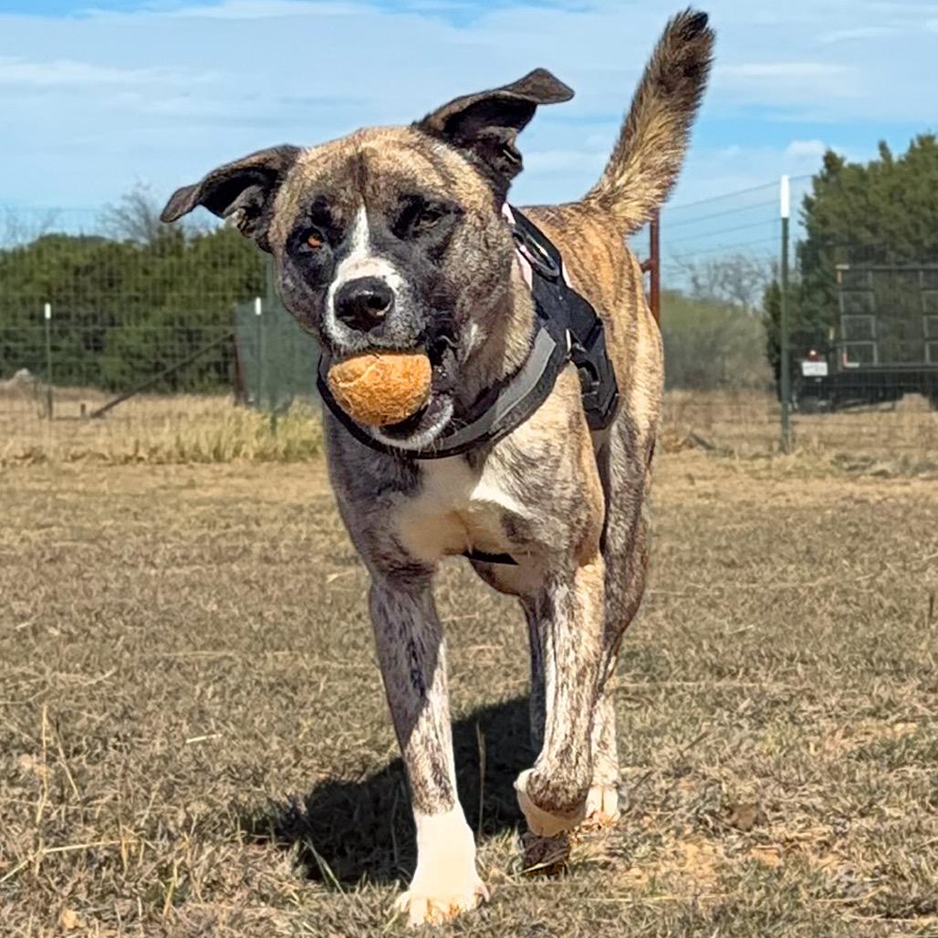 Enlarge Sassy, a Adoptable mixed breed in Leander, TX image 3/5