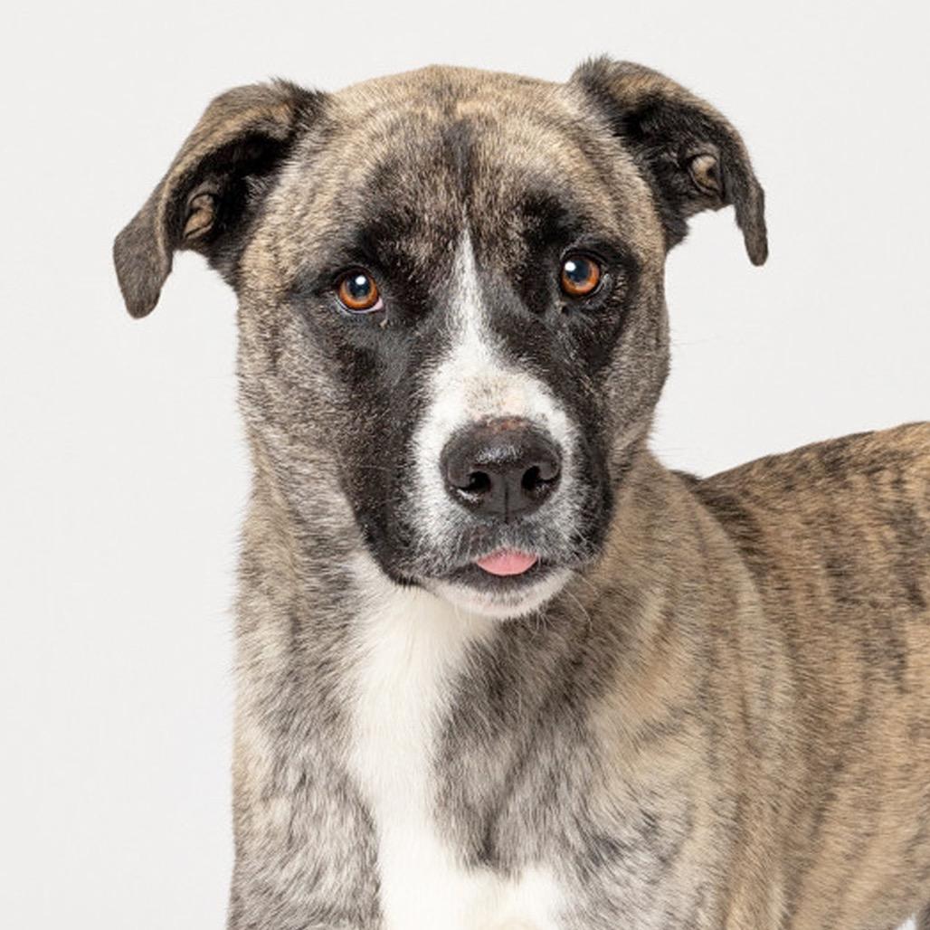 Enlarge Sassy, a Adoptable mixed breed in Leander, TX image 4/5