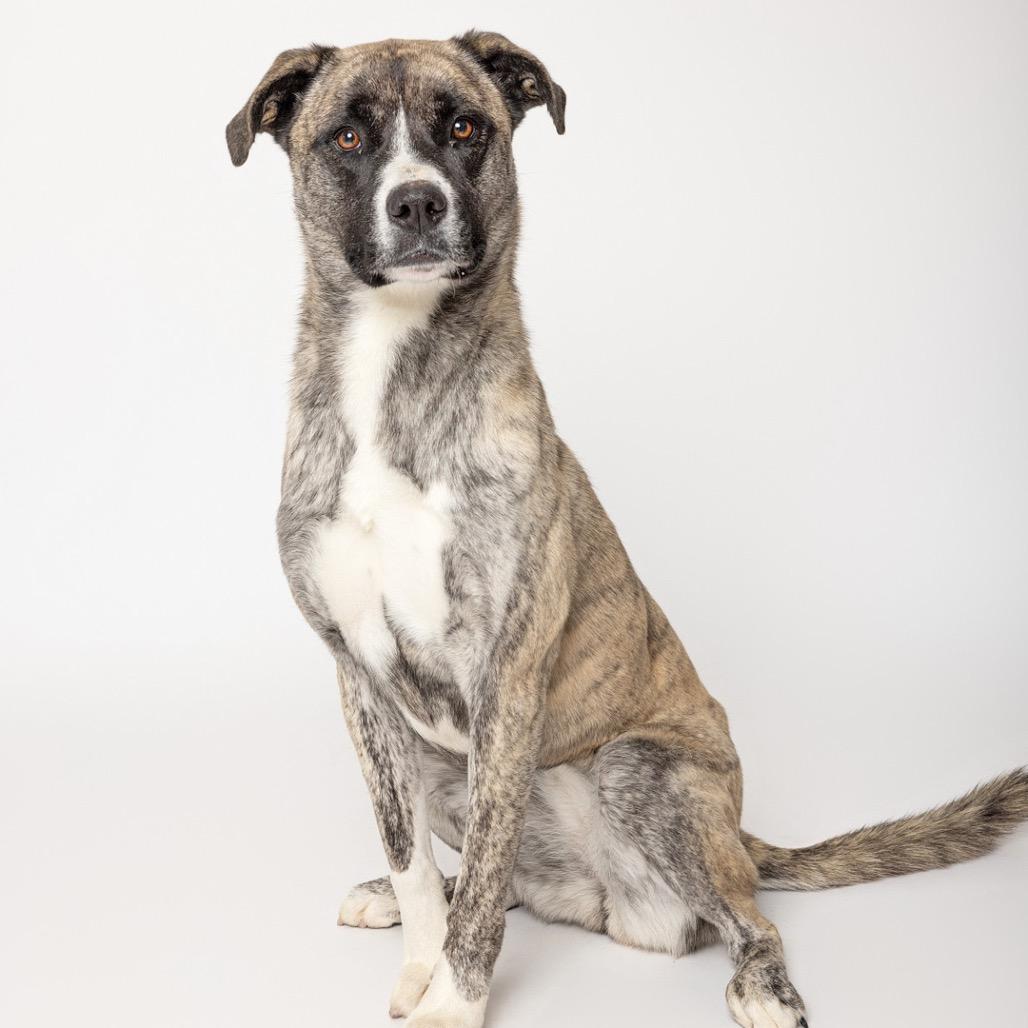 Enlarge Sassy, a Adoptable mixed breed in Leander, TX image 5/5