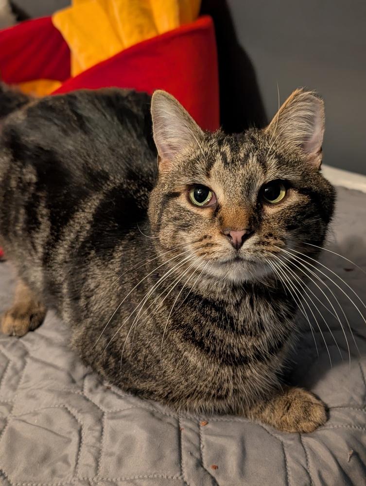 Enlarge Woodstock, a Adoptable Domestic Short Hair in Springdale, PA image 1/6