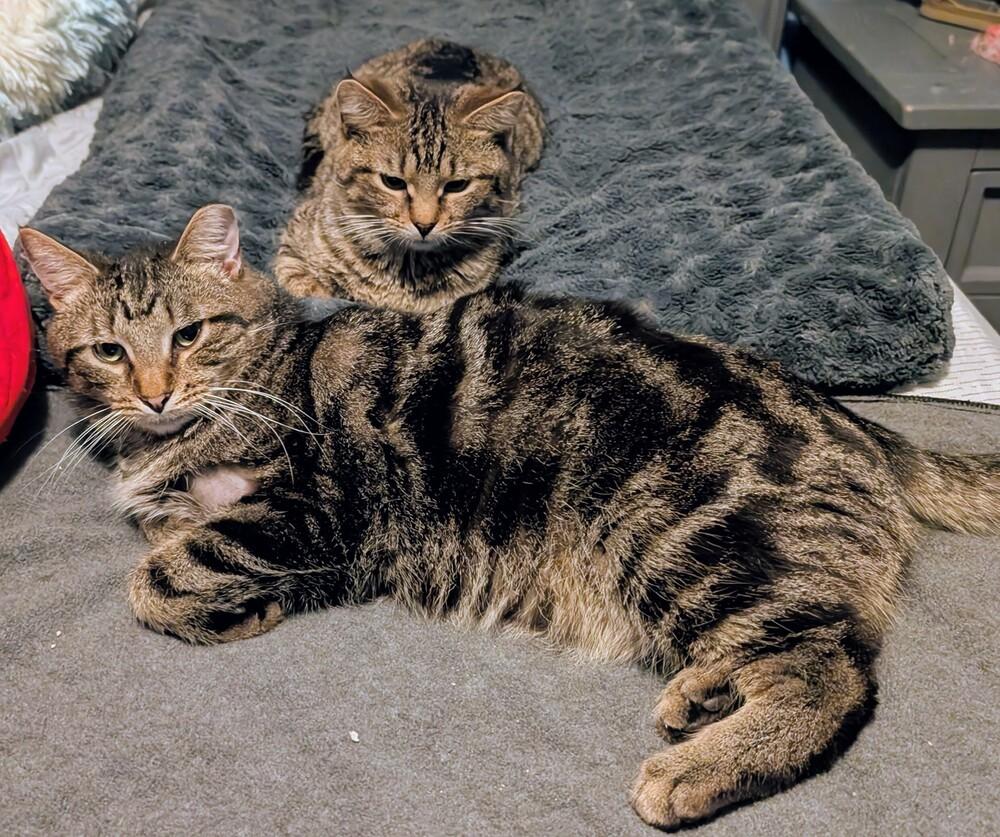 Enlarge Woodstock, a Adoptable Domestic Short Hair in Springdale, PA image 2/6