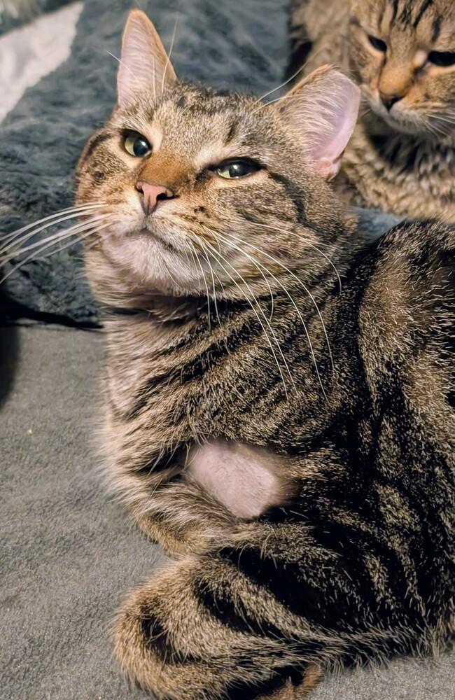 Enlarge Woodstock, a Adoptable Domestic Short Hair in Springdale, PA image 3/6