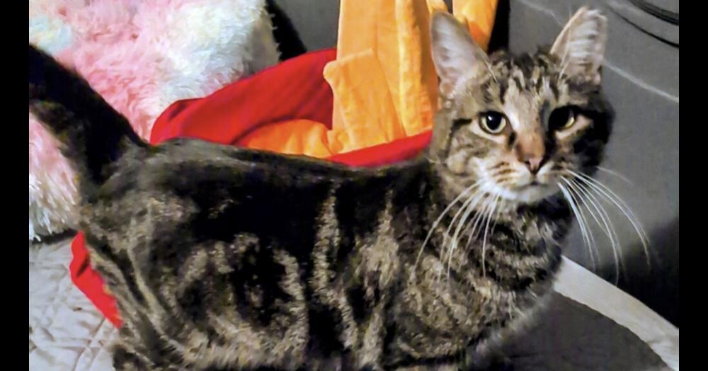 Enlarge Woodstock, a Adoptable Domestic Short Hair in Springdale, PA image 4/6