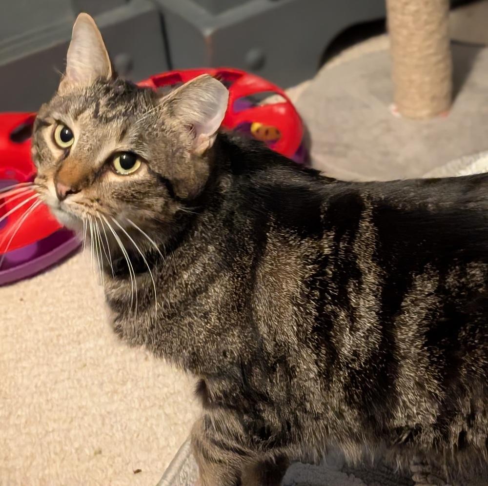 Enlarge Woodstock, a Adoptable Domestic Short Hair in Springdale, PA image 5/6