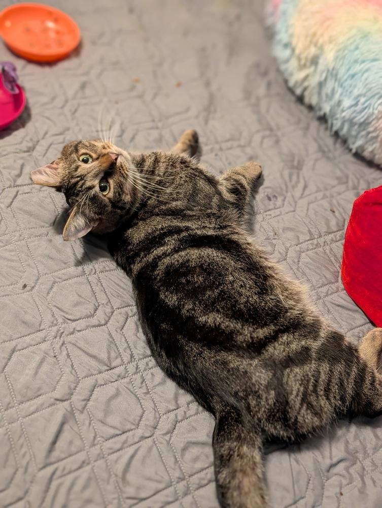 Enlarge Woodstock, a Adoptable Domestic Short Hair in Springdale, PA image 6/6