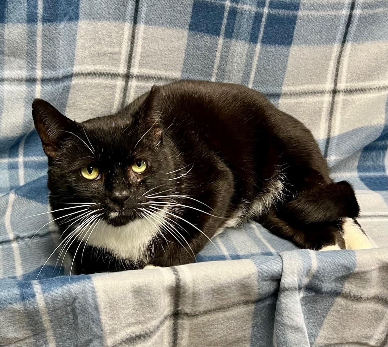 Enlarge Lapel, a ADOPTABLE Domestic Short Hair in Edinburg, VA image 2/2