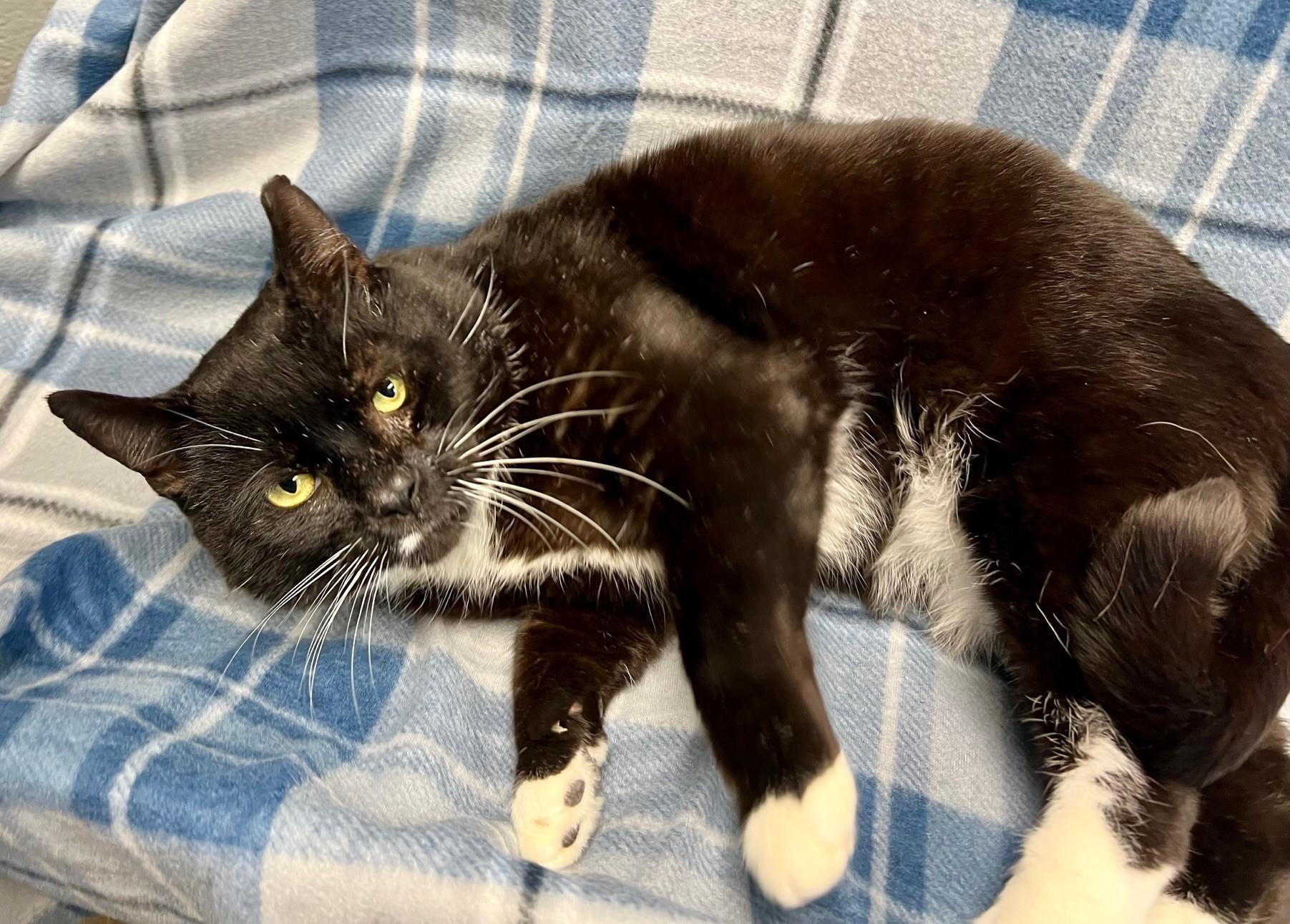 Lapel, ADOPTABLE, Adult Male Domestic Short Hair.