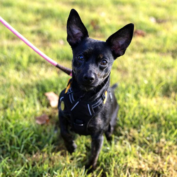 Chi Chi, Adoptable, Young Female Chihuahua.